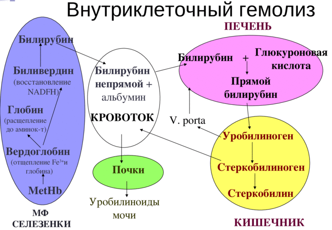 Лабораторная диагностика анемий - [PPT Powerpoint]